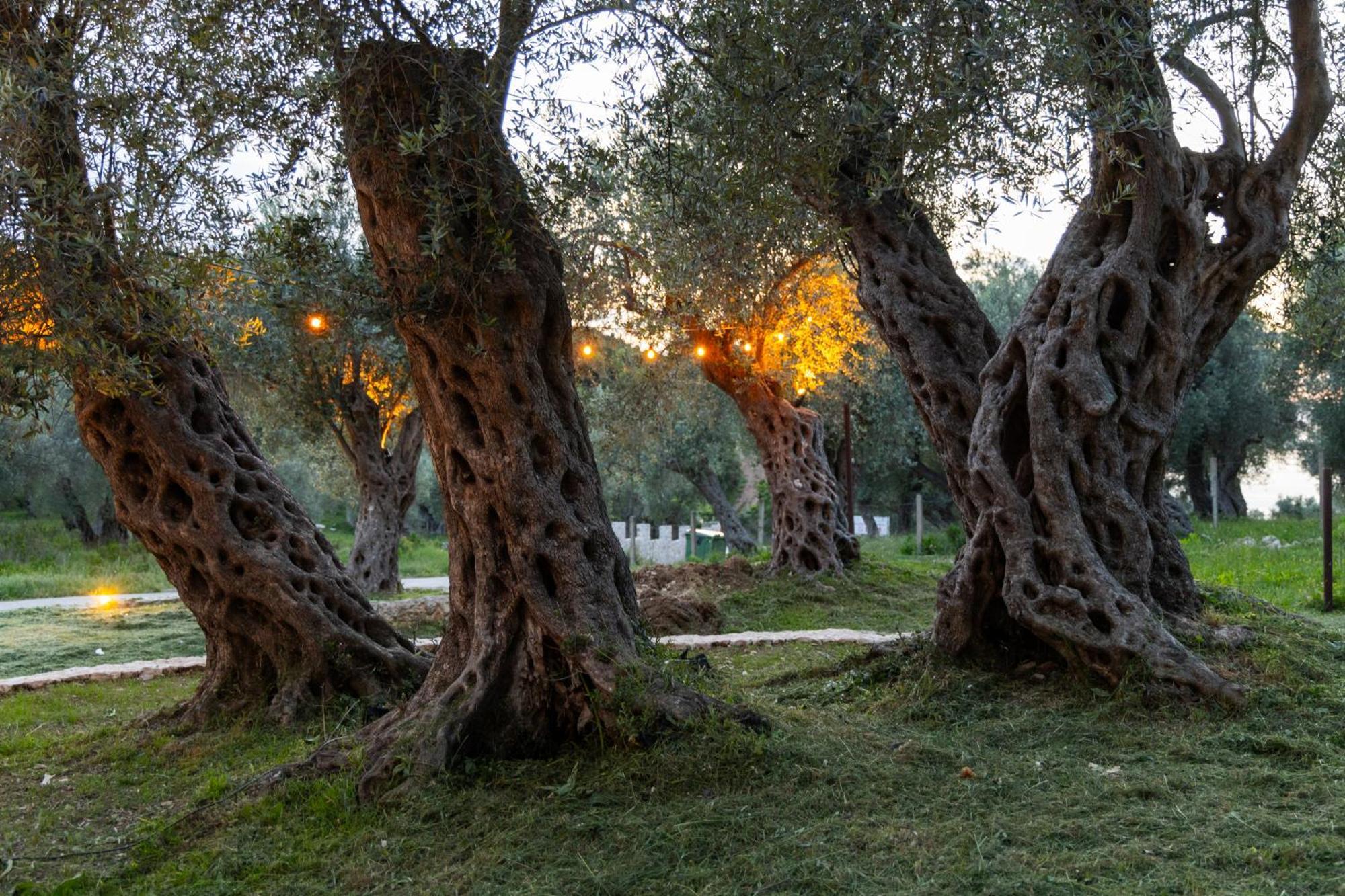 فندق Mashtra - The Olive House أولتْسي المظهر الخارجي الصورة